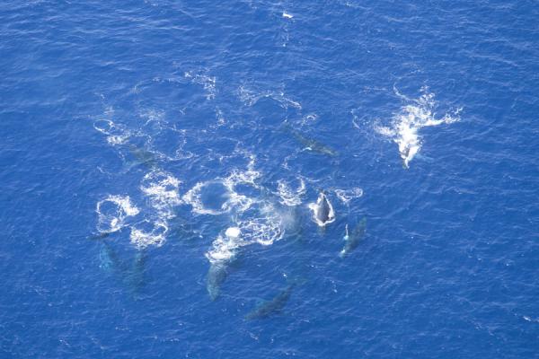 Picture of Pod of whales just off the coast of 'Eua island'Eua - Tonga