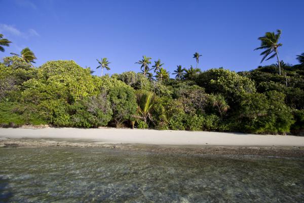 Picture of Ofu island (Tonga): Transparent sea washing ashore on the white beach