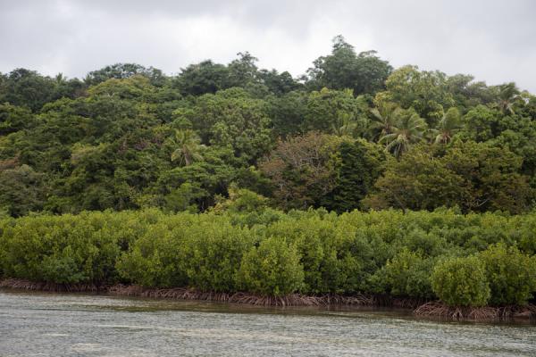Photo de Mangrove trees rising out of the water around Vava'u - Tonga - Océanie