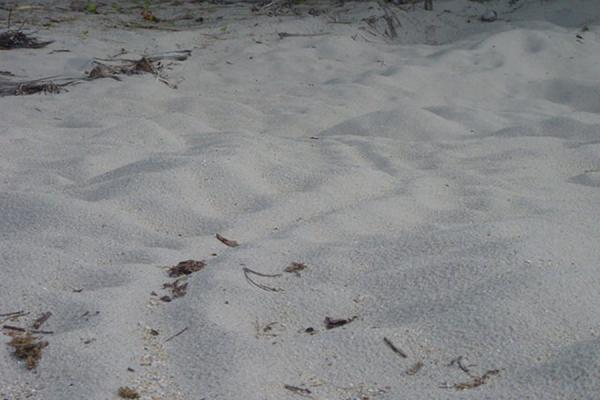 Picture of Paria Bay (Trinidad & Tobago): Turtle traces at Paria bay, Trinidad