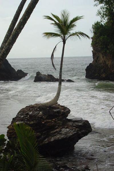 Foto van Coconut tree on a rockParia Baai - Trinidad & Tobago