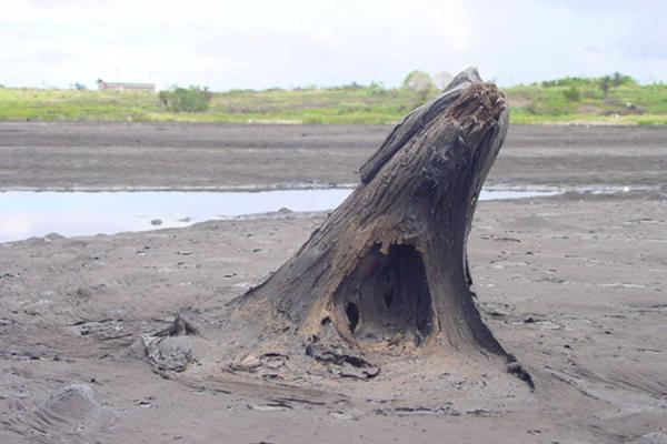 Tree trunk appearing throught the asphalt | Pitch Lake | Trinidad & Tobago