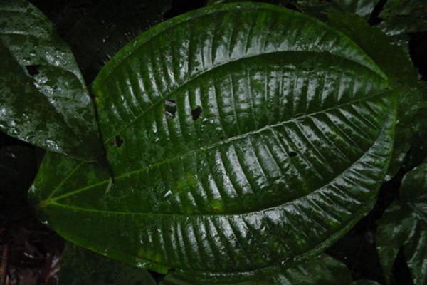 Picture of One of the impressive leavesTobago Rain Forest Reserve - Trinidad & Tobago