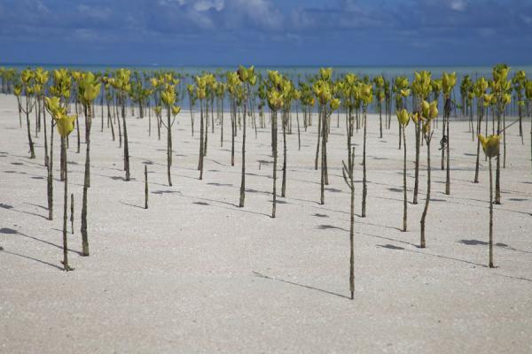 Picture of Funafala islet (Tuvalu): Low tide exposing the water-plants on the beach off Funafala islet