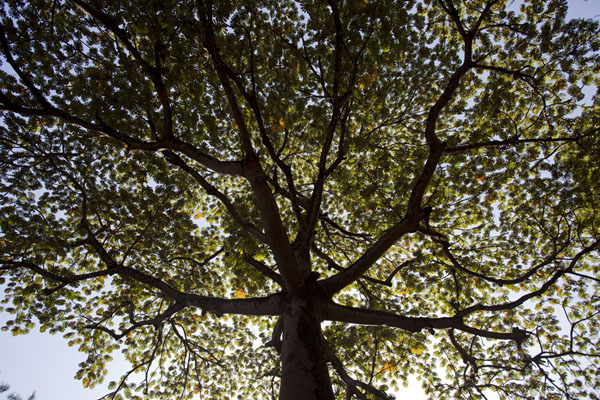 Looking up an umbrella tree in the botanical gardens | Botanical Gardens Entebbe | Uganda