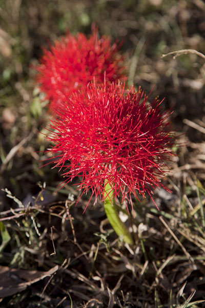 Picture of Red flower on the ground of the botanical gardensEntebbe - Uganda