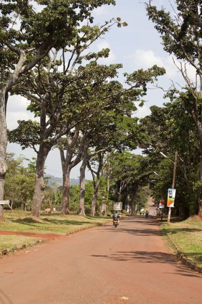Picture of Jinja (Uganda): Tree-lined street of Jinja