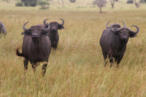 Foto de Buffaloes with their characteristic horns sticking out of a plain at Murchison Falls National Park - Uganda - Africa