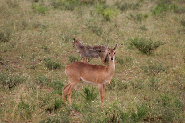 Oribi and jackal together | Murchison Waterval Safari | Oeganda