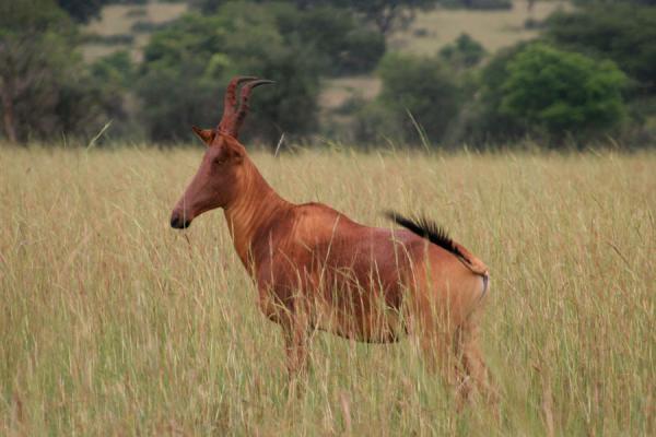 Foto van Hartebeest in showing off in the yellow grass of Murchison Falls Park - Oeganda - Afrika