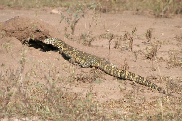 Lizard about to disappear in a hole in the earth | Safari Queen Elizabeth | Uganda