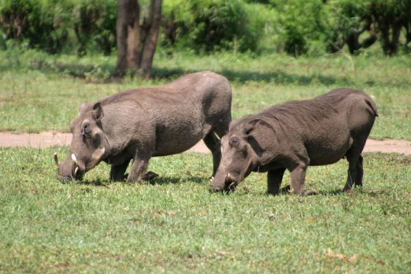 Warthogs have to get down on their elbows to be able to eat | Queen Elizabeth Safari | Uganda