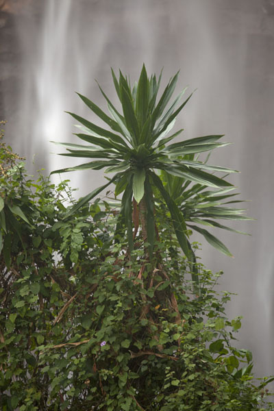 Picture of Plants standing near the third Sipi waterfallSipi - Uganda