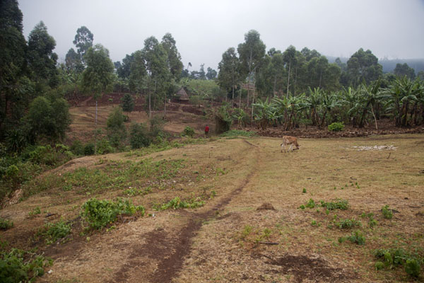 Picture of Trail leading to the first waterfall of Sipi