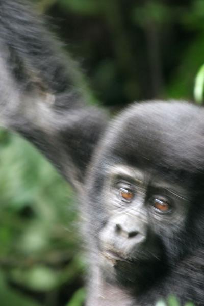Picture of Young gorilla swinging in the trees of his Rushegura group