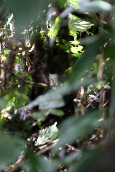Gorilla hiding in the wilderness: note the eye in the right hand corner | Uganda Gorilla | Uganda