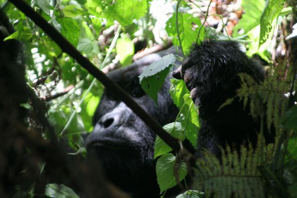 Foto van Close-up of one of the females of the Rushegura groupUganda Gorilla - Oeganda