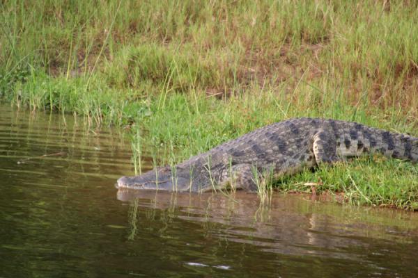 Foto van Crocodile gliding into the waters of the river NileVictoria Nijl - Oeganda