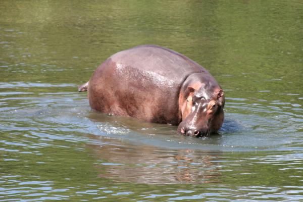 Foto van Hippo standing in the water of the river Nile - Oeganda - Afrika