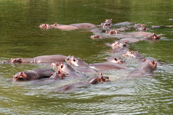 Foto van Group of hippos huddling together in the NileVictoria Nijl - Oeganda