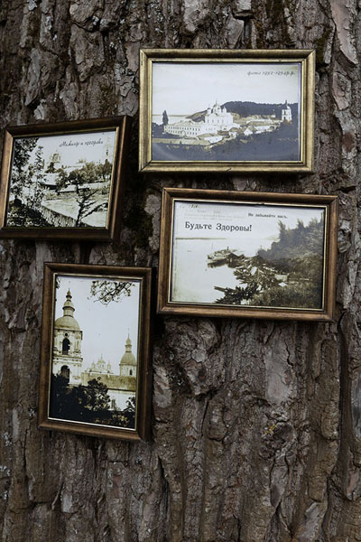Foto van Black and white pictures on a tree on the estate of Mezhyhirya PalaceKyiv - Oekraïne