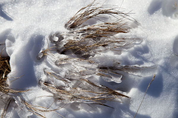 Picture of Detail of a snow-covered plant on the flanks of Hoverla Mountain