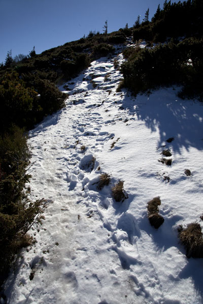Foto de The snowy trail up to the summit of Hoverla MountainHoverla - Ucrania