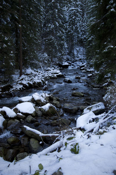 Picture of Wintery scene with river Prut on the way up to Mount Hoverla - Ukraine - Europe