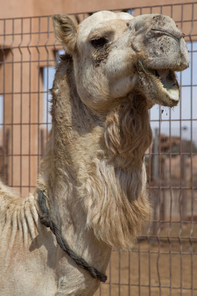 Male camel at the camel market of Al Ain | Al Ain Camel Market | United Arab Emirates