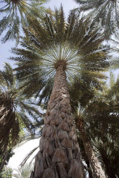 Picture of View of a date palm tree from below
