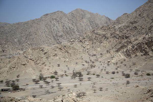 Picture of View from the top of the hill with dry landscape and treesShimal - United Arab Emirates