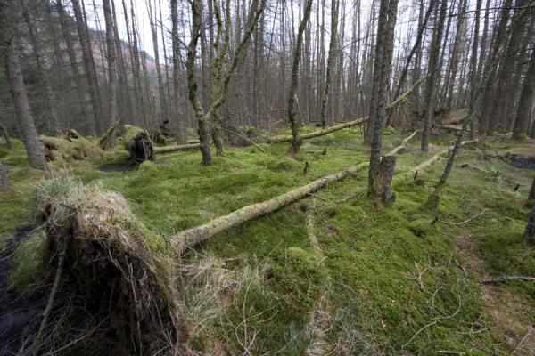 Tree trunks and moss in the forest on the flanks of Ben A'an | Ben A'an | United Kingdom