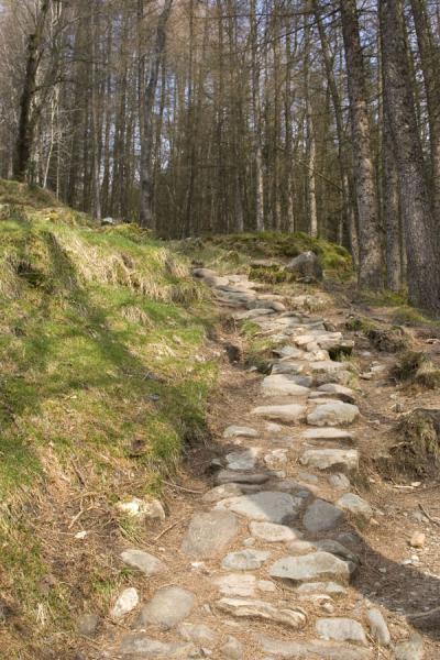 Picture of Ben A'an (United Kingdom): Path leading up the flanks of Ben A'an through the forest