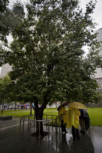 Foto van The Survivor Tree, a callery pear tree that was found as the sole survivor of the 9/11 attacksManhattan - Verenigde Staten