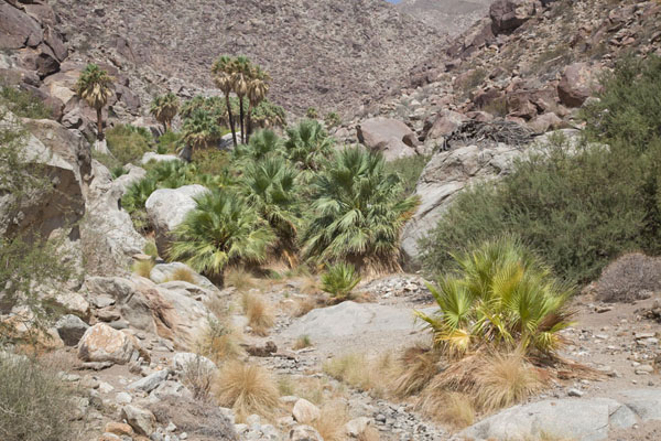 Picture of The palm oasis in this valley above Borrego Springs can be seen in the distance