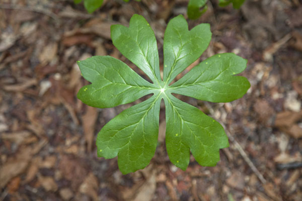 Picture of Big Thicket National Preserve (United States): Leaf with peculiar shape in one of the forests of Big Thicket