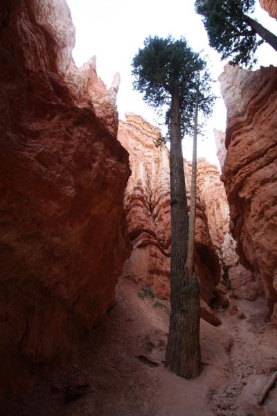 Some tall trees close to Wall Street | Bryce Canyon National Park | United States