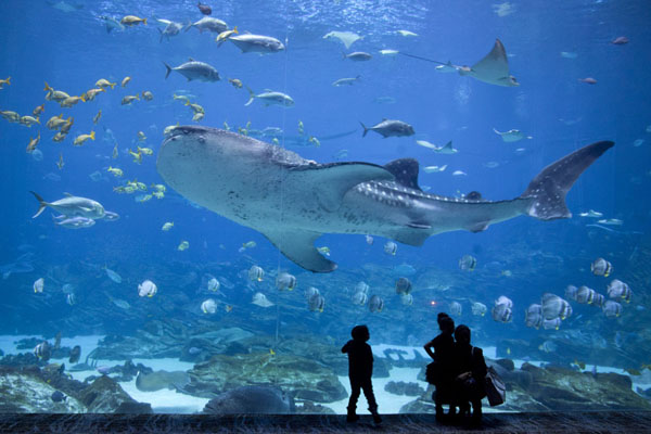 Photo de Mother and kids watching as one of the whale sharks swims byStone Mountain - les Etats-Unis