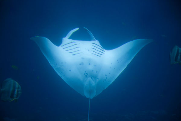 One of the manta rays performing an underwater salto indicating feeding behaviour | Georgia Aquarium | United States