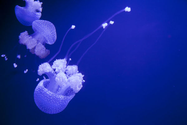 Picture of Georgia Aquarium (United States): White spotted jelly clustering together in Jelly Alley