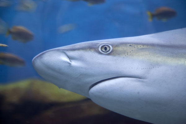 Close-up of the head of a sandbar shark | Georgia Aquarium | United States