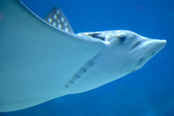 Close-up of one of the many rays in the Ocean Voyager tank | Georgia Aquarium | United States