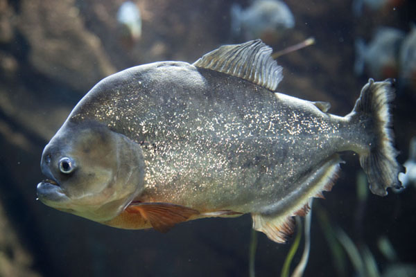 Picture of One of the many piranhas swimming in the river department of the aquarium