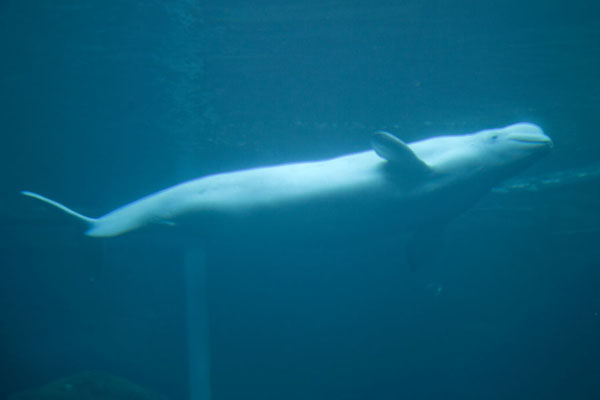 Beluga whale swimming in the Cold Water Quest gallery | Georgia Aquarium | United States