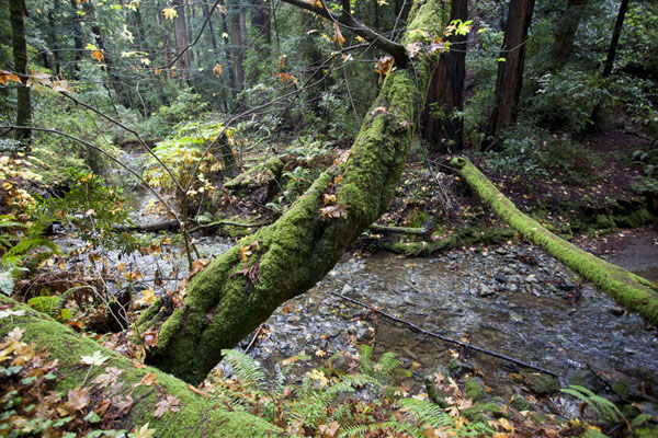 Picture of Redwood Creek with moss-covered tree trunk