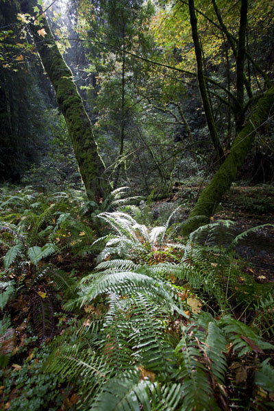 Picture of Muir Woods National Monument (United States): Light reaching the undergrowth at Redwood Creek