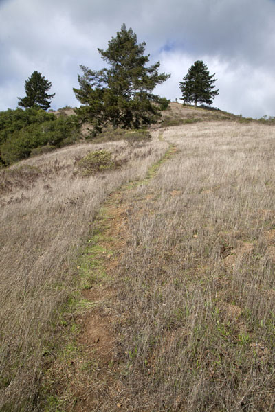 Picture of Muir Woods National Monument (United States): Trail in open landscape above Muir Woods