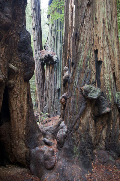 Picture of Lower part of redwood trees at Muir Woods
