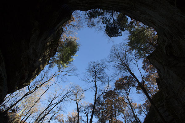 Looking up the trees from below Lonetree Canyon | Starved Rock | United States