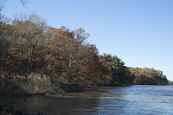 Picture of Starved Rock trees on the Illinois riverfront
